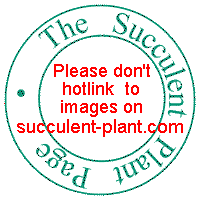 Notocactus succineus - cultivated