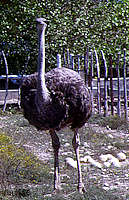 Ostrich, near Marathon, Tx.