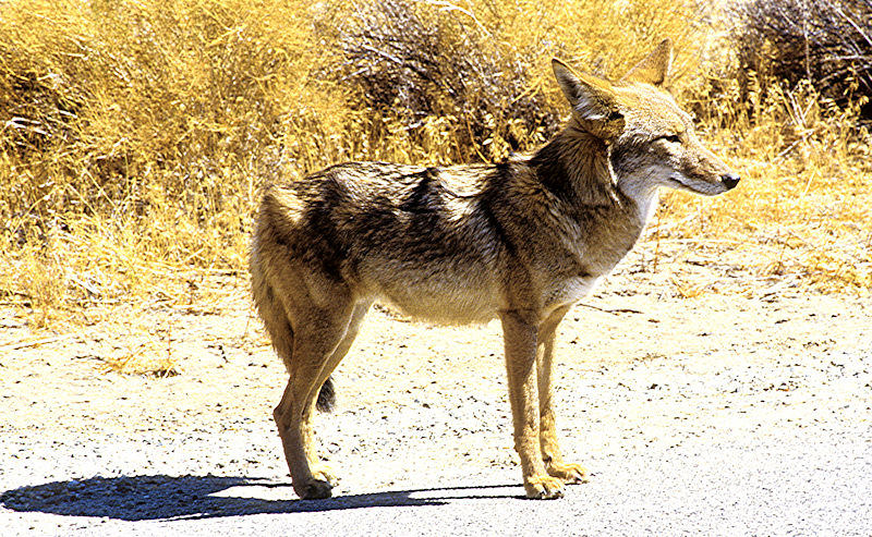 Animals from the deserts of the South-West USA