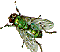 blowfly