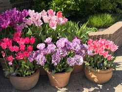 EHS coach trip 2026: RHS Hyde Hall