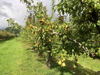 EHS second coach trip 2024: Waterperry Gardens