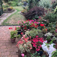 Alan Thomas - Selection of potted Geraniums in the back garden.