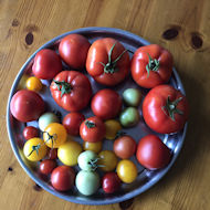 Alan Thomas - Tomato harvest