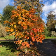 Alan Thomas - Kew Gardens in November