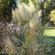 Friends of Eastcote House Gardens - Pampas Grass