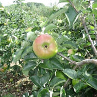 Gerry Edwards - Apple Bramley's Seedling