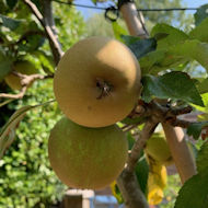 Gerry Edwards - Apple Herefordshire Russet