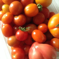 Janice Kelly - my tomatoes