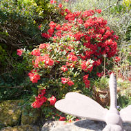 Margaret Bacon - rhododendron on rockery in garden