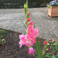 Sue Alexander - Gladiolus bulb purchased at the Trading Hut last Autumn.