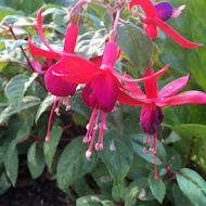 Sue Alexander - Fuchsia bushes planted by my mother more than 35 years ago.