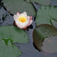 Sue Place - water lily