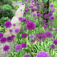 Sue Alexander - our garden in May