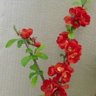 Entry: 0303 - Friends of Eastcote House Gardens - Dwarf Quince