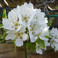 Entry: 0304 - Sue Place - Pear Blossom - 2nd