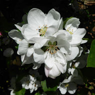 Entry: 0305 - Sue Place - Crab Apple Blossom