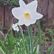 Entry: 0604 - Penny Rutherford - White Narcissus