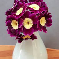Entry: 2304 - Penny Rutherford - Auricula - 1st and Best in Show