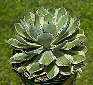 Agave potatorum cv. Kichijokan 'Desert Diamond'