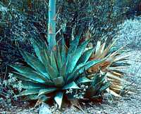 Agave parryi form1, Organ Pipe Monument, Arizona