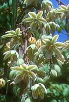 Furcraea longaeva flower