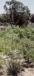 Hesperaloe campanulata