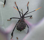Agave parryi - leaf footed bugs