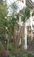 Yucca guatemalensis - Temperate House, Kew