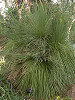 Yucca queretaroensis
