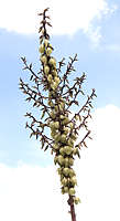 Yucca glauca var. stricta Syn. Yucca angustifolia