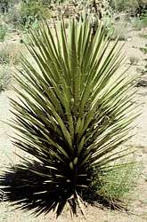 Yucca filifera