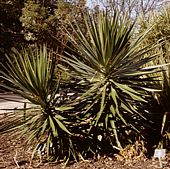 Yucca aloifolia