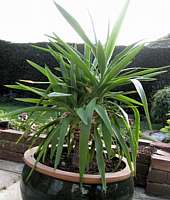 Yucca elephantipes Syn. Y. guatemalensis Photo: Peter Hodgkiss