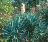 Yucca gloriosa nobilis