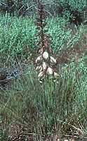 Yucca angustissima subsp. kanabensis