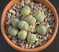 Gibbaeum heathii