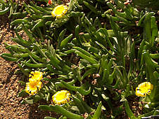 Glottiphyllum longum Syn. G. propinquum