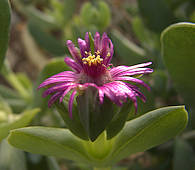 Ruschia maxima flower