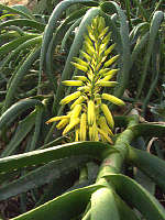 Aloe pendens