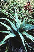 Aloe newtonii
