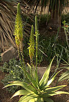 Aloe yemenica