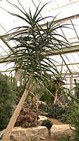 Aloe bainesii - RBG Kew