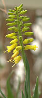 Aloe tenuior