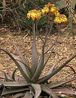 Aloe reitzi