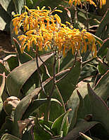 Aloe reynoldsii