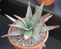 Aloe capitata var. gneissicola