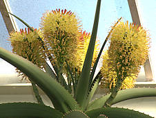 Aloe helenae