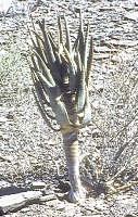 Aloe dichotoma seedling