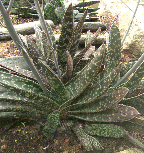 ALOE Gasteria espèces variétés descoignsii Vera Mini succulentes cactus plantes